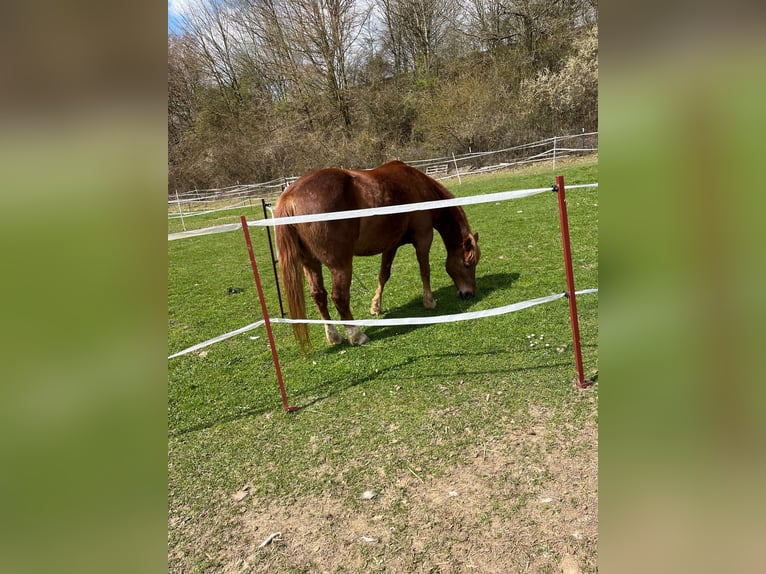 Quarter Pony Mix Ruin 15 Jaar 152 cm Vos in P&#xF6;ttmes