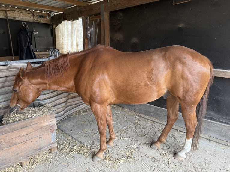 Quarter Pony Ruin 16 Jaar 145 cm Vos in Masch