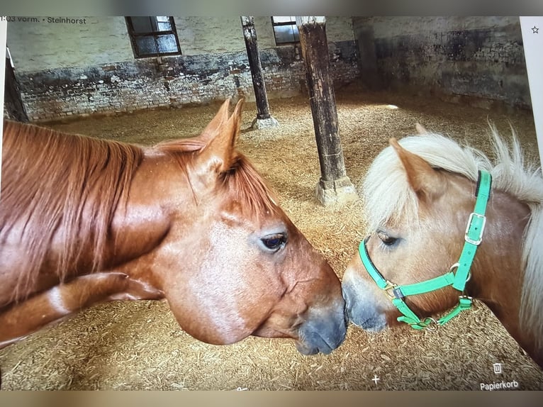 Quarter Pony Ruin 16 Jaar 145 cm Vos in Masch