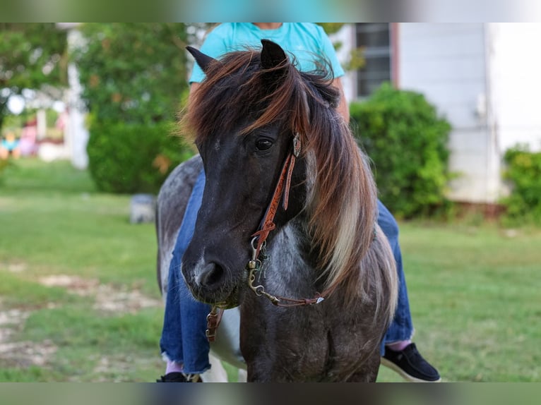 Quarter Pony Ruin 19 Jaar 132 cm Gevlekt-paard in Forney