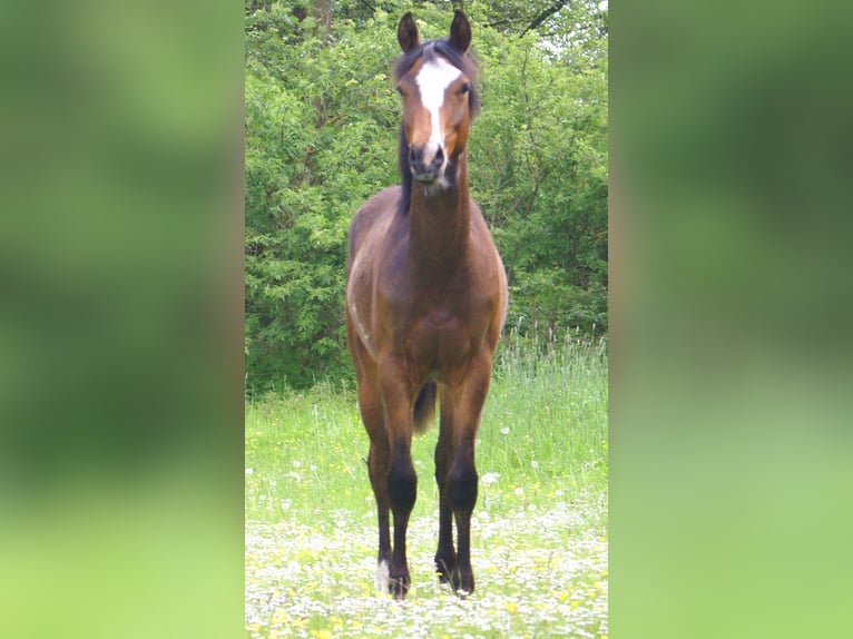 Quarter Pony Ruin 1 Jaar 146 cm Overo-alle-kleuren in Velpke