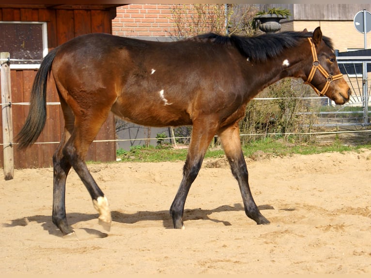 Quarter Pony Ruin 1 Jaar 148 cm Overo-alle-kleuren in Velpke