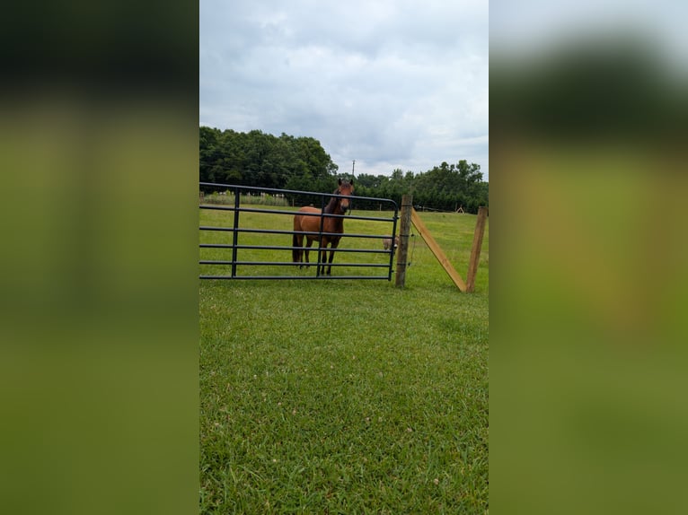 Quarter Pony Ruin 2 Jaar 132 cm Bruin in Mount Pleasant MC