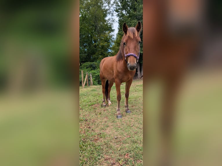 Quarter Pony Mix Ruin 2 Jaar 132 cm Bruin in Mount Pleasant MC