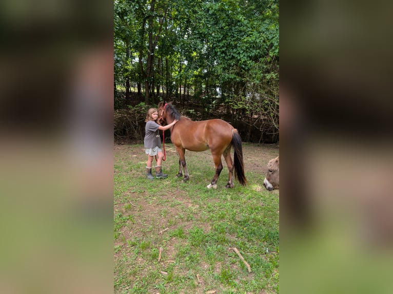 Quarter Pony Ruin 2 Jaar 132 cm Bruin in Mount Pleasant MC