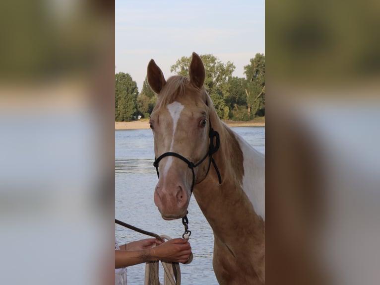 Quarter Pony Ruin 2 Jaar 150 cm Gevlekt-paard in Gimbsheim