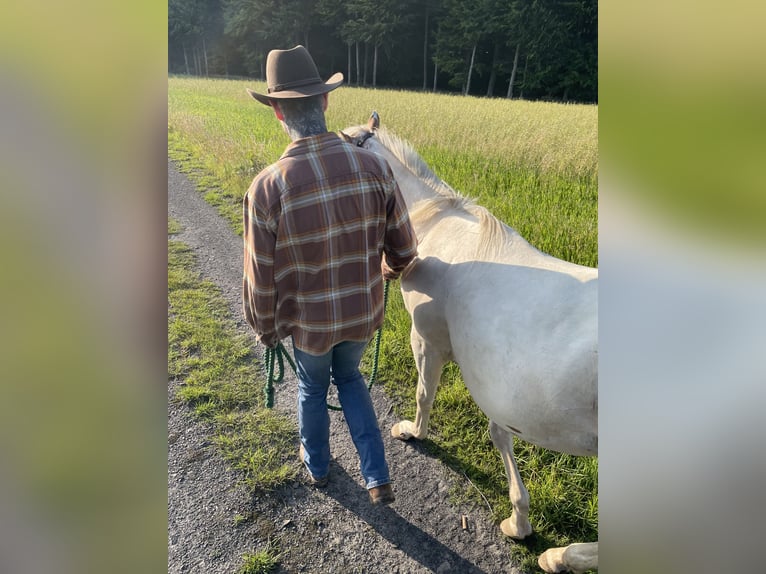 Quarter Pony Ruin 2 Jaar Appaloosa in Mettingen