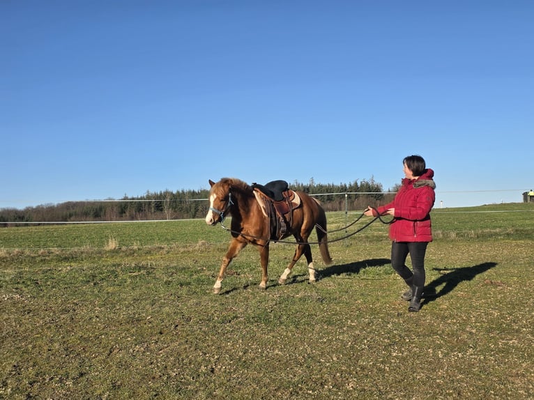 Quarter Pony Ruin 3 Jaar 136 cm Rabicano in Rettert