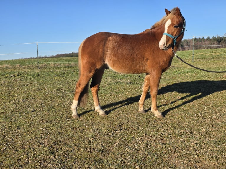 Quarter Pony Ruin 3 Jaar 136 cm Rabicano in Rettert