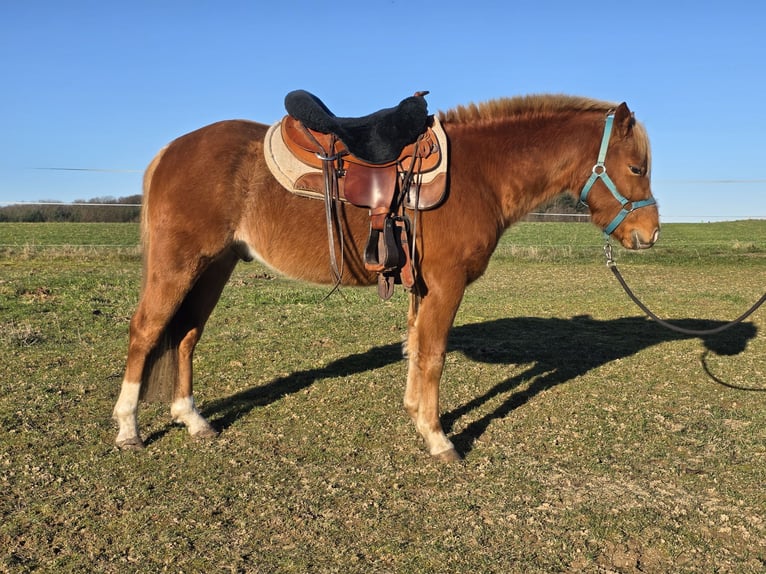 Quarter Pony Ruin 3 Jaar 136 cm Rabicano in Rettert