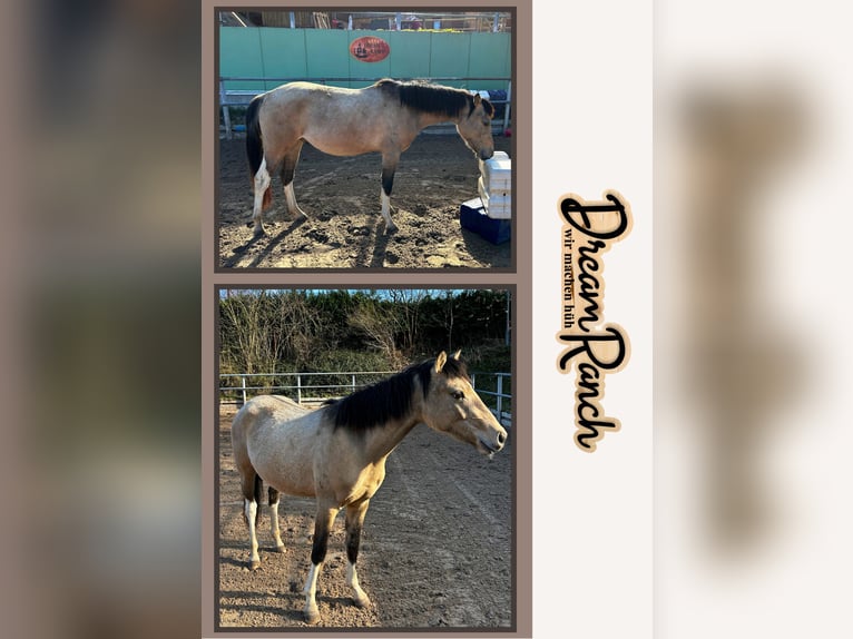 Quarter Pony Ruin 3 Jaar 145 cm Buckskin in Bovenden