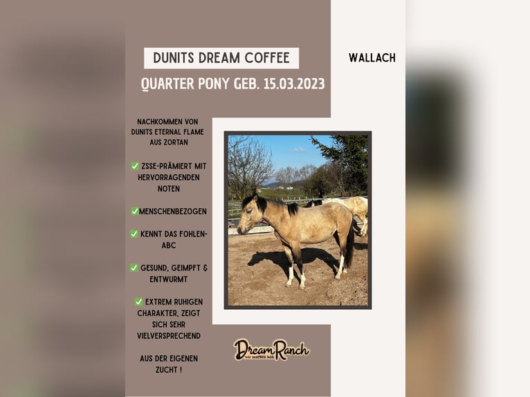 Quarter Pony Ruin 3 Jaar 145 cm Buckskin in Bovenden