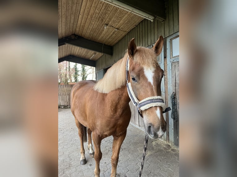 Quarter Pony Mix Ruin 3 Jaar 148 cm Vos in Ahaus