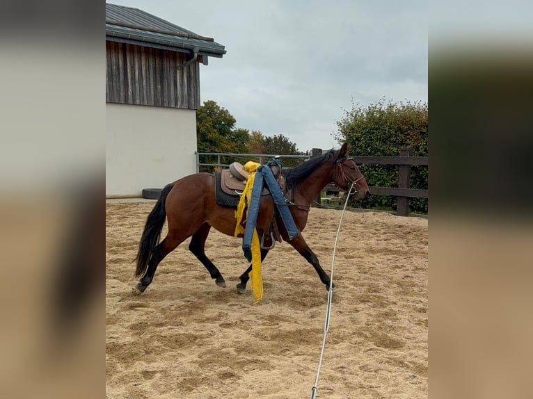 Quarter Pony Mix Ruin 3 Jaar 150 cm Bruin in Daleiden