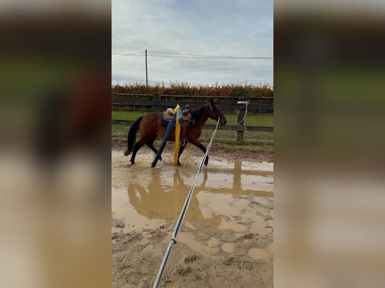 Quarter Pony Mix Ruin 3 Jaar 150 cm Bruin in Daleiden