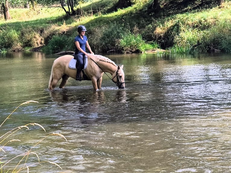 Quarter Pony Ruin 3 Jaar 155 cm Palomino in Leszno Dolne