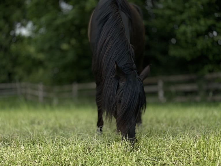 Quarter Pony Mix Ruin 3 Jaar 155 cm Zwart in Essen