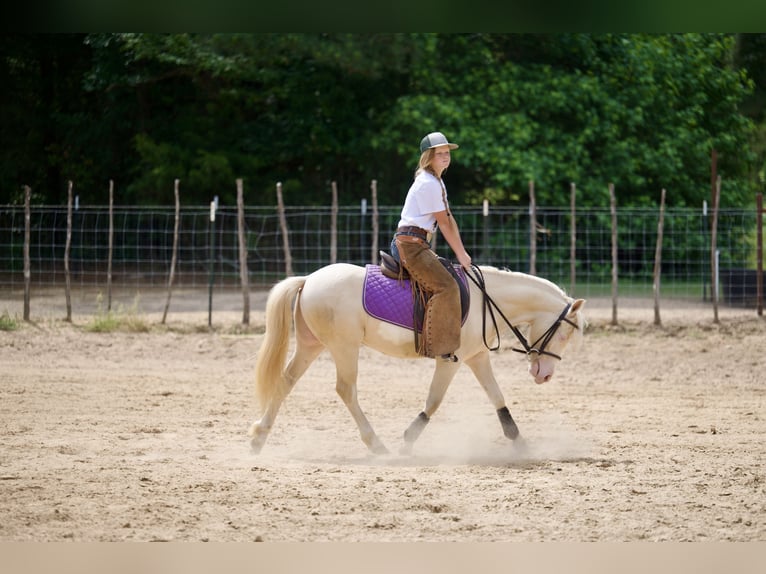 Quarter Pony Ruin 4 Jaar 122 cm Cremello in Bloomburg