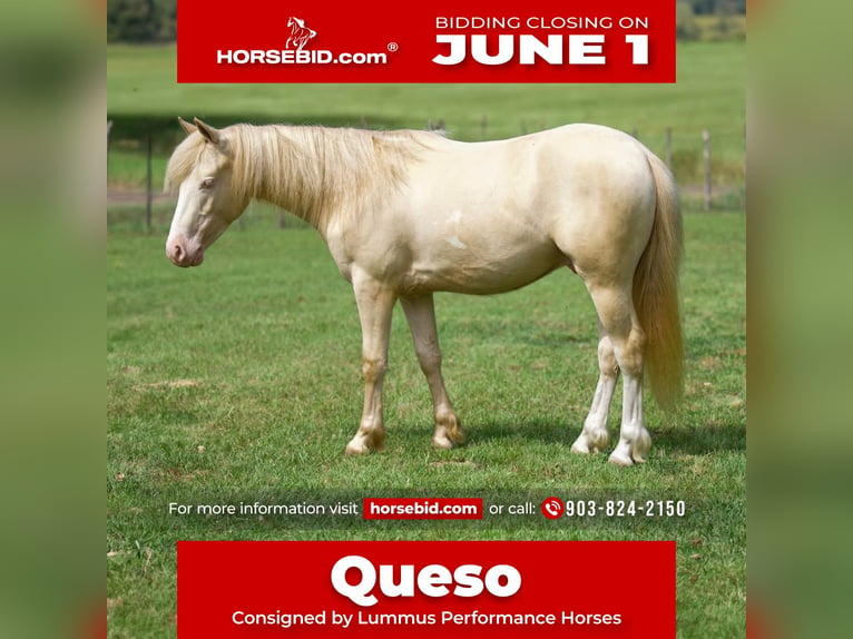 Quarter Pony Ruin 4 Jaar 122 cm Cremello in Bloomburg