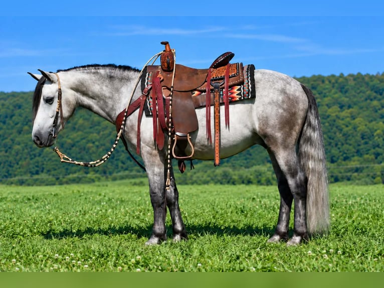 Quarter Pony Ruin 4 Jaar 142 cm Appelschimmel in Rebersburg