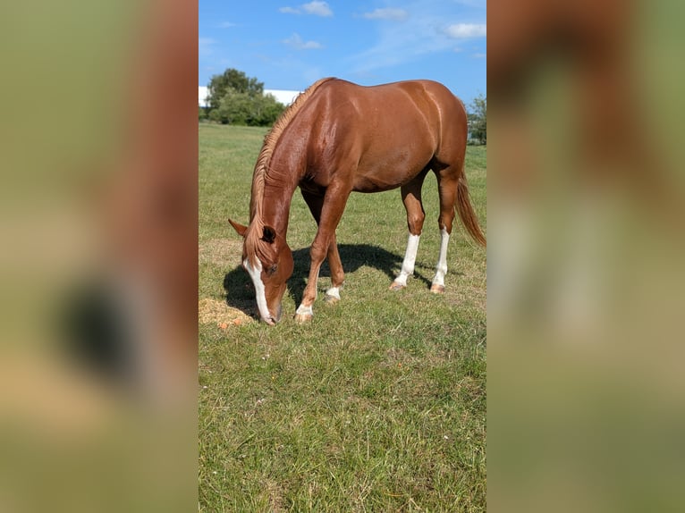 Quarter Pony Ruin 4 Jaar 145 cm Vos in Tarmstedt