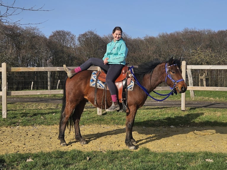 Quarter Pony Ruin 4 Jaar 146 cm Bruin in Linkenbach