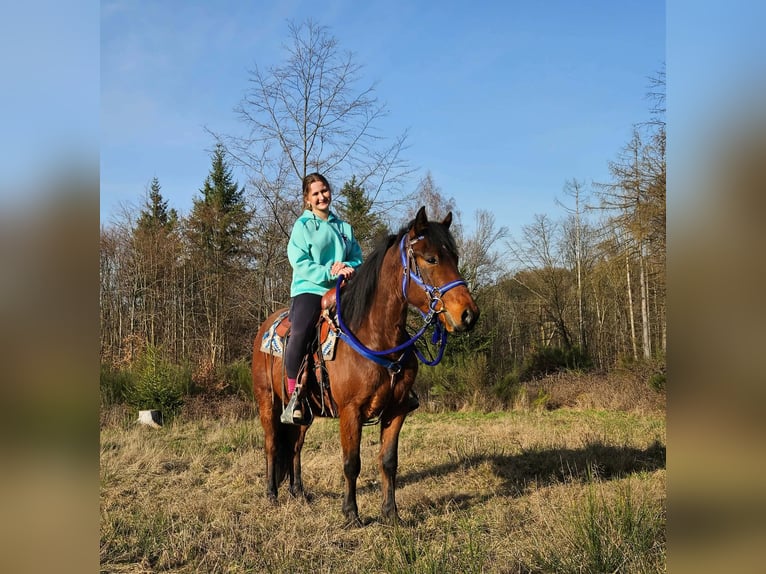 Quarter Pony Ruin 4 Jaar 146 cm Bruin in Linkenbach