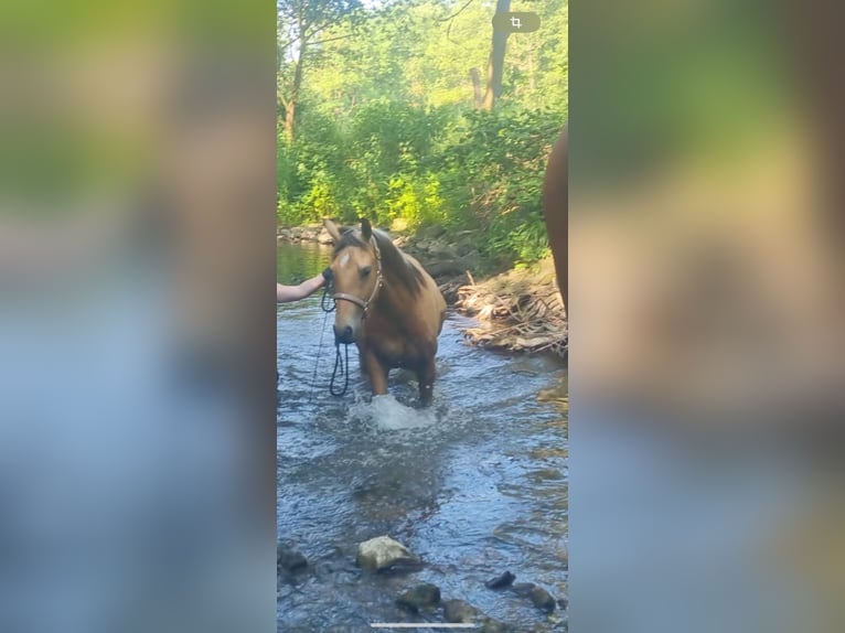 Quarter Pony Ruin 4 Jaar 146 cm Buckskin in Stadthagen