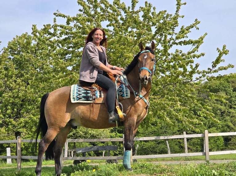 Quarter Pony Mix Ruin 4 Jaar 152 cm Bruin in Linkenbach