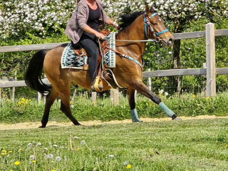 Quarter Pony Mix Ruin 4 Jaar 152 cm Bruin in Linkenbach