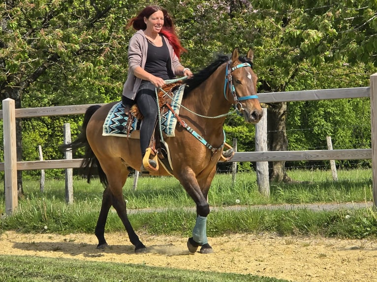 Quarter Pony Mix Ruin 4 Jaar 152 cm Bruin in Linkenbach