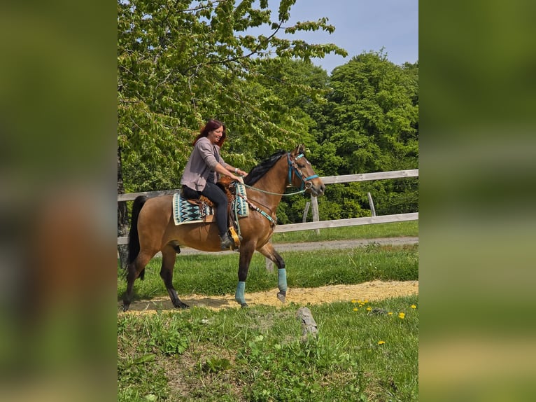Quarter Pony Mix Ruin 4 Jaar 152 cm Bruin in Linkenbach