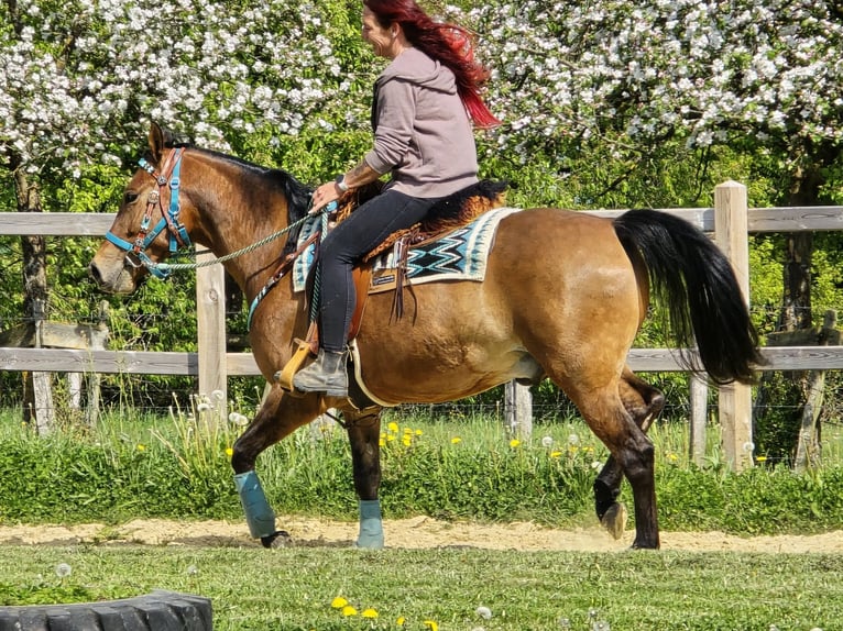 Quarter Pony Mix Ruin 4 Jaar 152 cm Bruin in Linkenbach