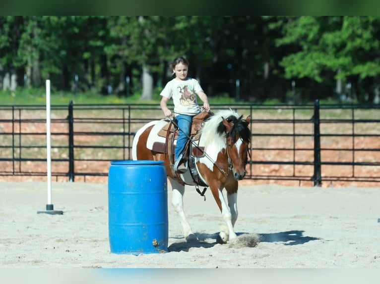 Quarter Pony Ruin 4 Jaar Gevlekt-paard in Purdy