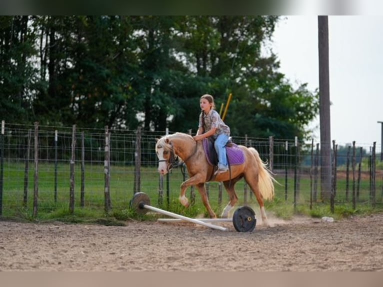 Quarter Pony Ruin 4 Jaar Palomino in Bloomburg