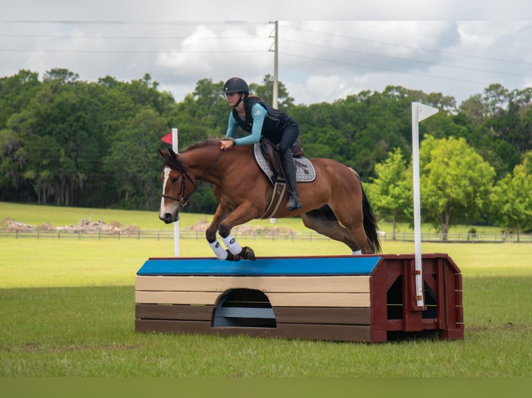 Quarter Pony Ruin 4 Jaar Roodbruin in Ocala