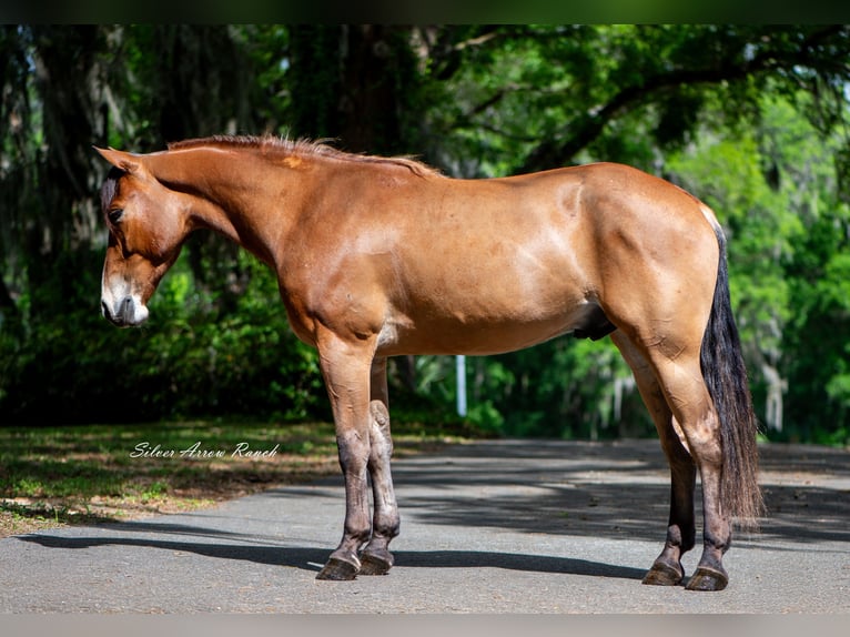 Quarter Pony Ruin 4 Jaar Roodbruin in Ocala