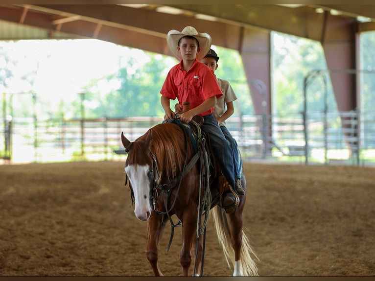 Quarter Pony Ruin 4 Jaar Roodvos in Quitman