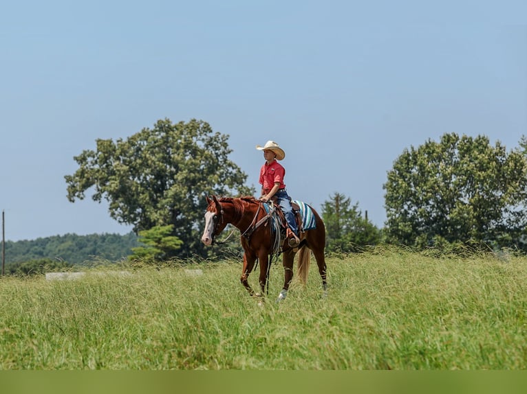 Quarter Pony Ruin 4 Jaar Roodvos in Quitman