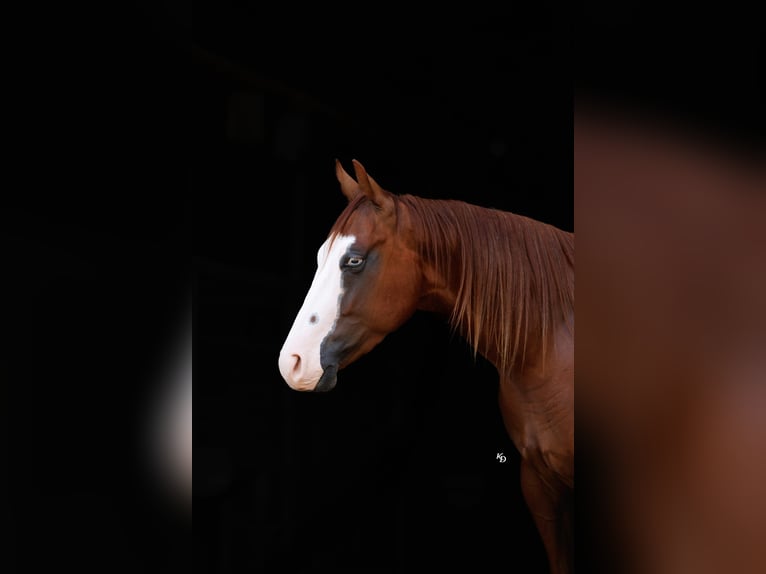 Quarter Pony Ruin 4 Jaar Roodvos in Quitman