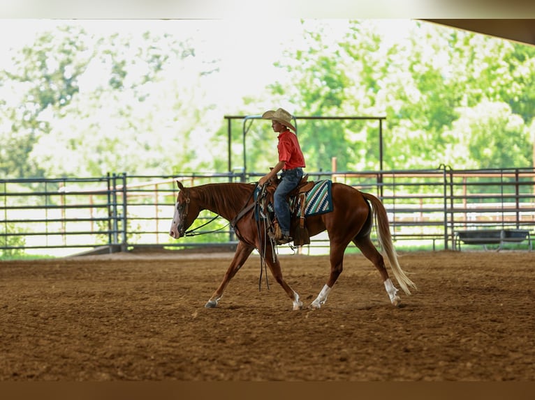 Quarter Pony Ruin 4 Jaar Roodvos in Quitman