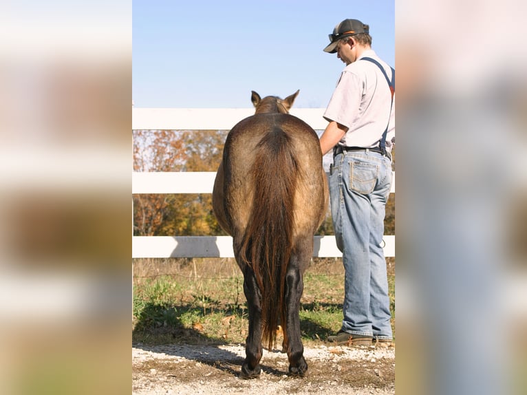 Quarter Pony Ruin 5 Jaar 119 cm Buckskin in New Haven
