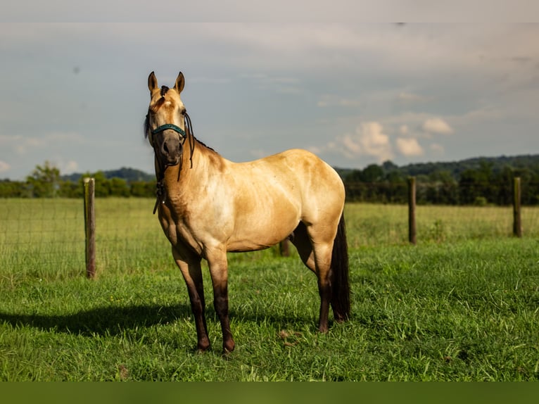 Quarter Pony Ruin 5 Jaar 132 cm Buckskin in Pulaski