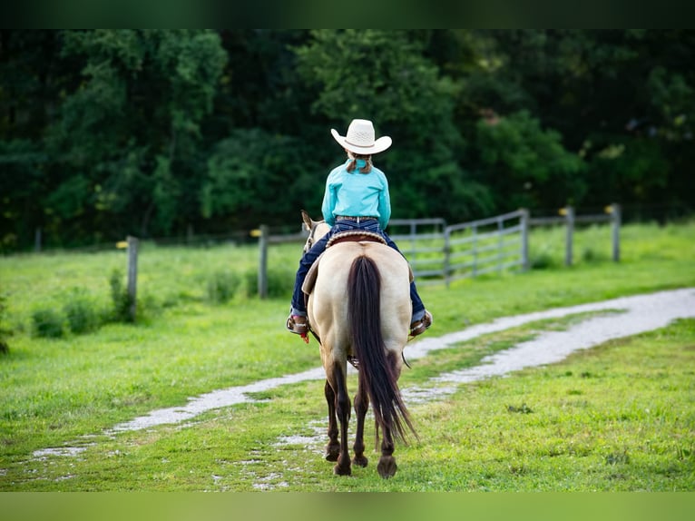 Quarter Pony Ruin 5 Jaar 132 cm Buckskin in Pulaski