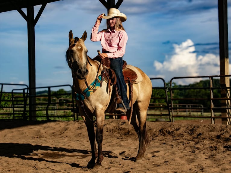 Quarter Pony Ruin 5 Jaar 132 cm Buckskin in Pulaski