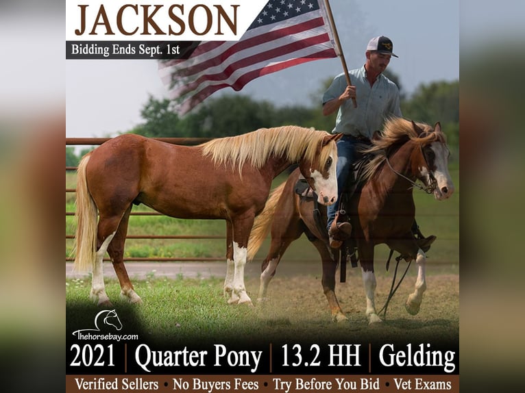 Quarter Pony Ruin 5 Jaar 137 cm Roodvos in Bogard, MO