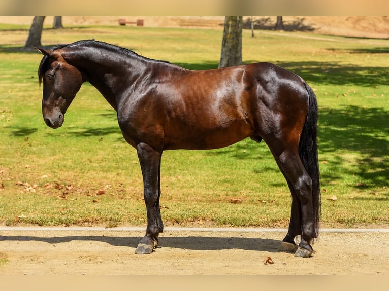 Quarter Pony Ruin 5 Jaar 142 cm Roodbruin in Norco