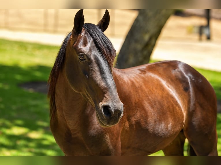 Quarter Pony Ruin 5 Jaar 142 cm Roodbruin in Norco