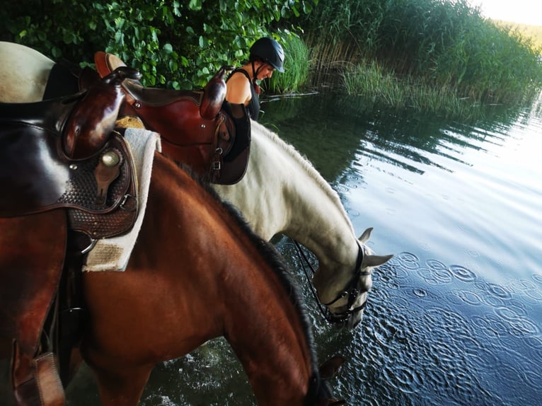 Quarter Pony Ruin 5 Jaar 148 cm Bruin in Templin