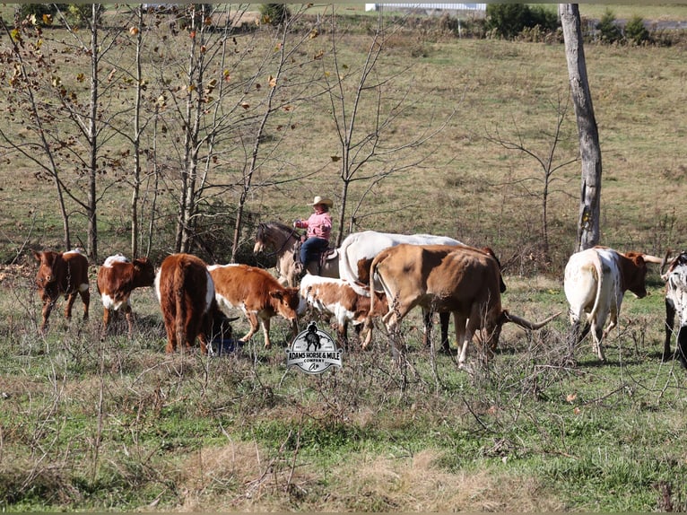 Quarter Pony Ruin 5 Jaar Buckskin in Mount Vernon